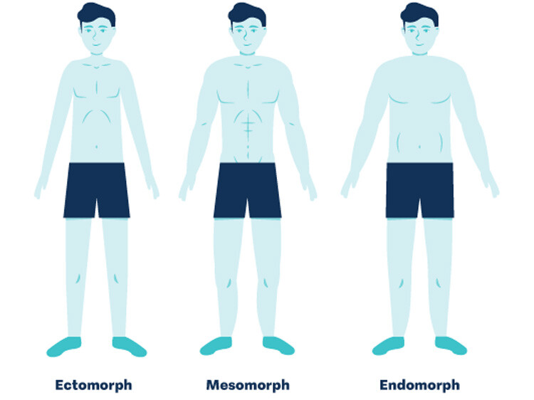 the-3-somatotypes-explained-anatomical-characteristics-of-ectomorph
